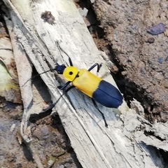 Chauliognathus heros