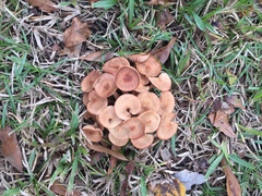 Desarmillaria caespitosa