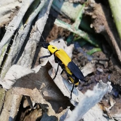 Chauliognathus heros