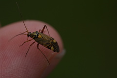 Rhabdomiris striatellus