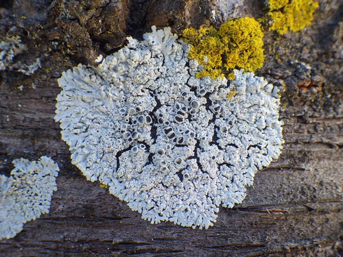 Physcia clementei