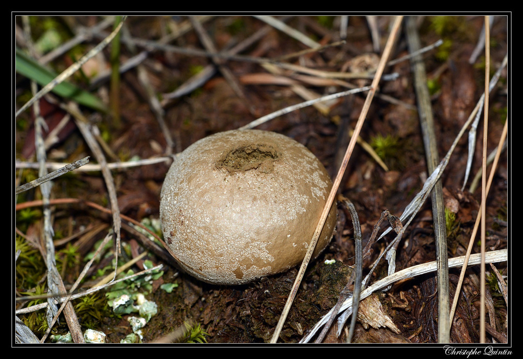 dwarf puffball