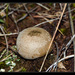 Dwarf Puffball - Photo (c) Christophe Quintin, some rights reserved (CC BY-NC)