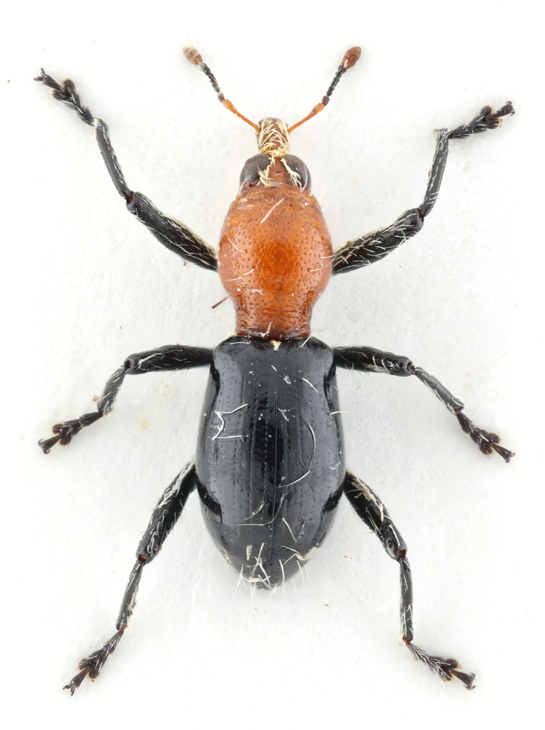 Micromyrmex asclepia