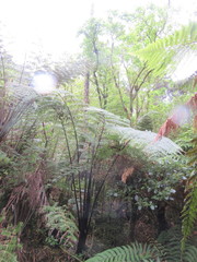 Cyathea medullaris