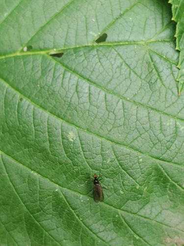 Unknown species found near Olympia, WA 98506, USA