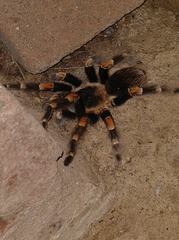 Brachypelma hamorii