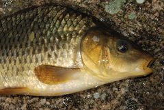 Cyprinus carpio carpio