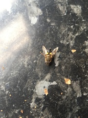 Helophilus antipodus