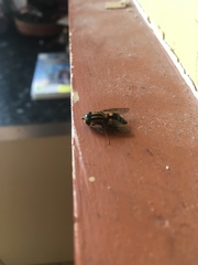 Helophilus antipodus