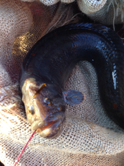 Cebidichthys violaceus