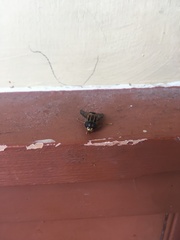 Helophilus antipodus