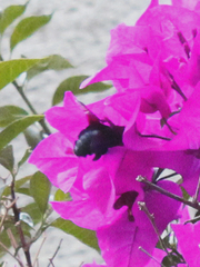 Xylocopa