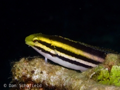 Petroscirtes breviceps