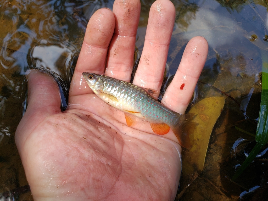 Redspotted tetra (Copeina guttata) — Lebiasinidae