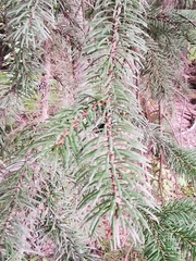 Picea jezoensis jezoensis