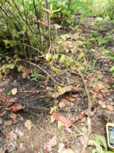 Eulophia mumbwaensis