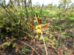 Eulophia penduliflora