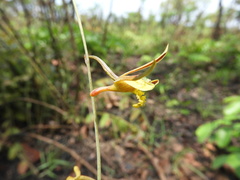 Eulophia penduliflora