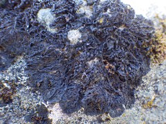 Collema subnigrescens