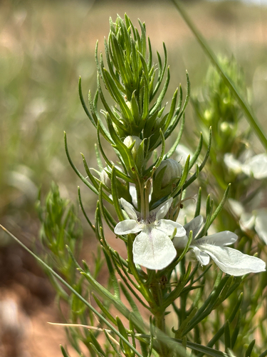 Cut-leaf Germander (Teucrium laciniatum)
