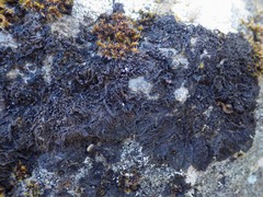 Collema subnigrescens