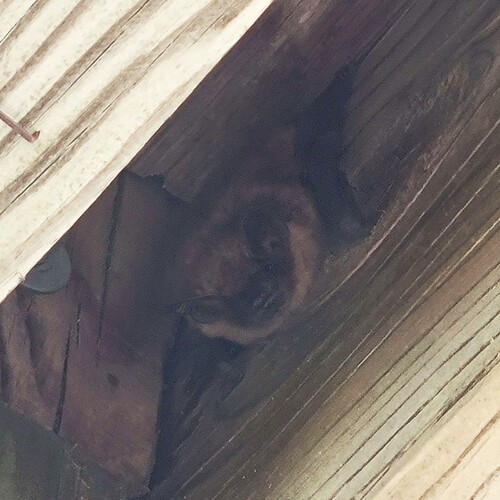 Big Brown Bat photographed in Iowa