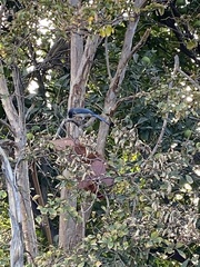 Aphelocoma californica