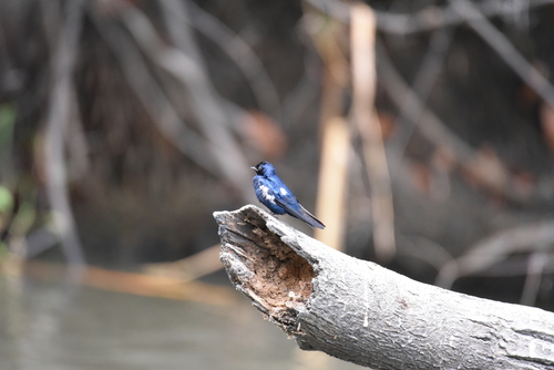 iNaturalist image