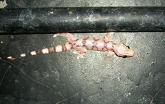 Hemidactylus depressus