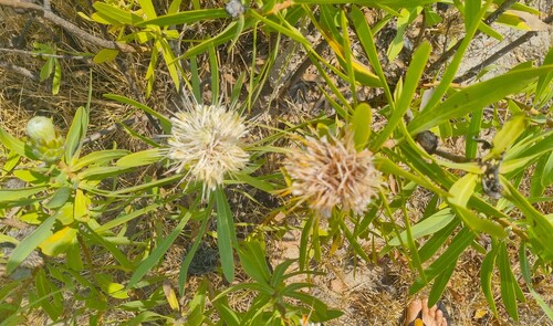 African sugarbush