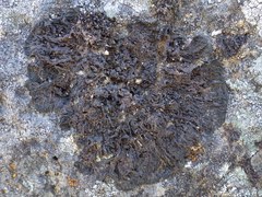 Collema subnigrescens