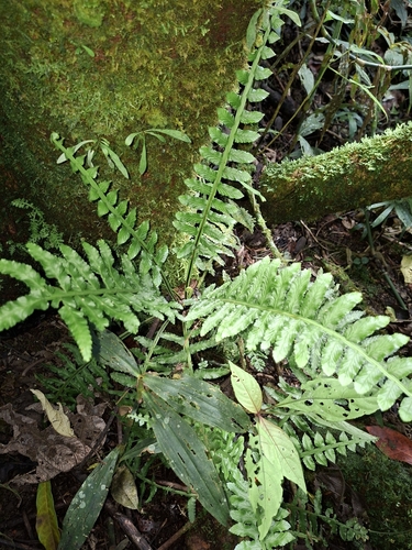 Asplenium alatum, 2025-09-09