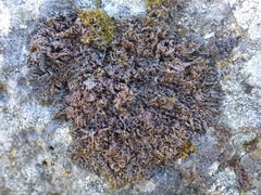 Collema subnigrescens