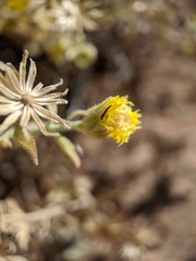 Perityle tenella