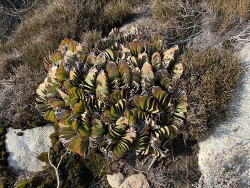 Kumara haemanthifolia
