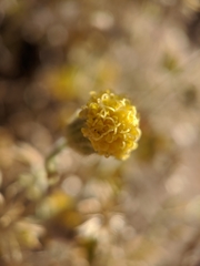 Perityle tenella