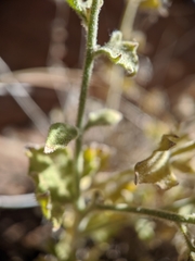 Perityle tenella