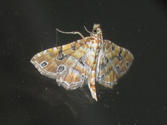 Ommatospila narcaeusalis