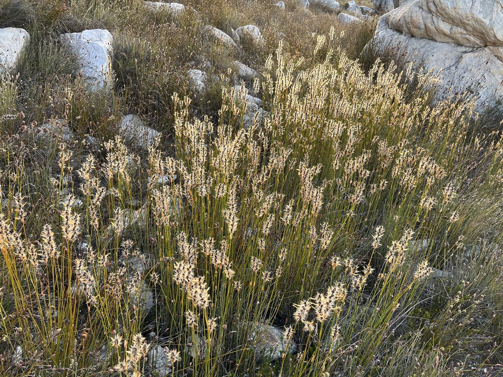 Askidiosperma nitidum (Askidiosperma nitidum)