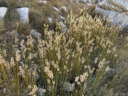 Askidiosperma nitidum (Askidiosperma nitidum)