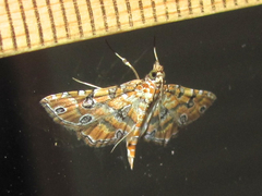 Ommatospila narcaeusalis