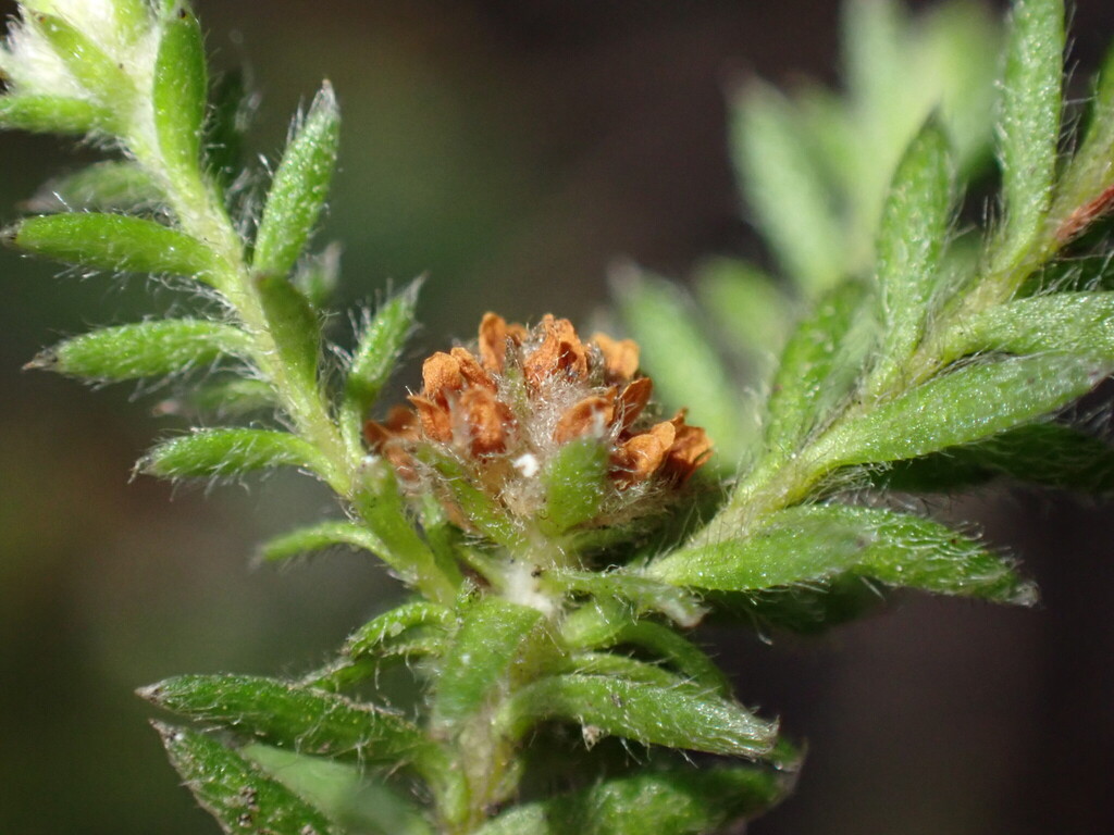 Brunia villosa (Brunia villosa)