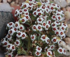 Euphorbia leucophylla