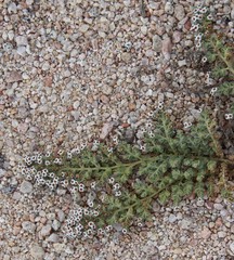Euphorbia leucophylla