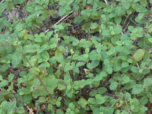 Avistamiento Cistus salviifolius