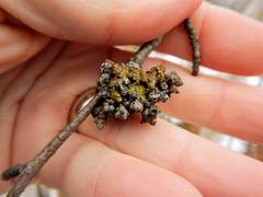 Acalitus calycophthirus