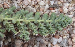 Euphorbia leucophylla