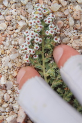 Euphorbia leucophylla