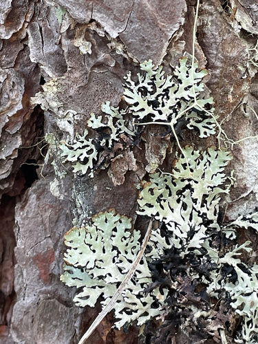 Hooded Tube Lichen